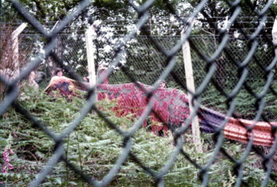 Grethe Andersen: The Dragon on the move. Greenham Common June 1983.